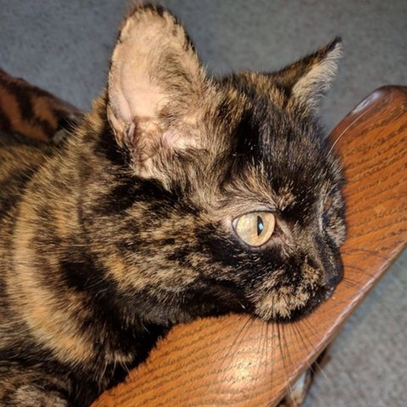 Meet your Posher, Tonya - Picture 1 of 1